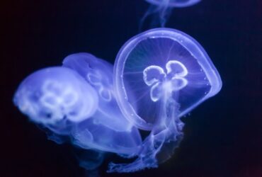 Costumi da Bagno con Protezione Anti-Medusa