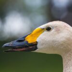 gioielli con animali