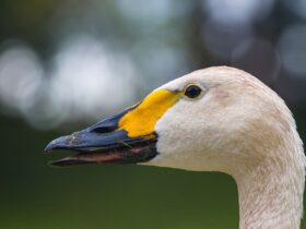 gioielli con animali