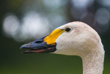 gioielli con animali