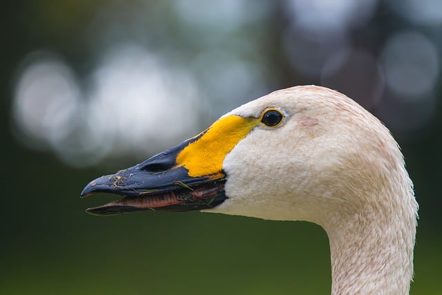 gioielli con animali